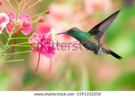 A juvenile Copper-rumped hummingbird feeding on a Pride of Barbados flower on a sunny day in a tropical garden. Royalty-Free Stock Photo #1591332058