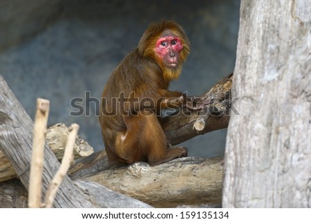 monkey  in a zoo