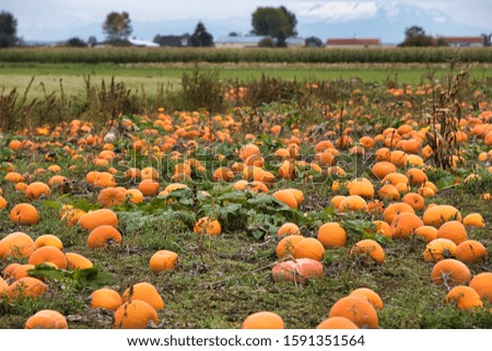 lots of pumpkins on the pumpkin patch