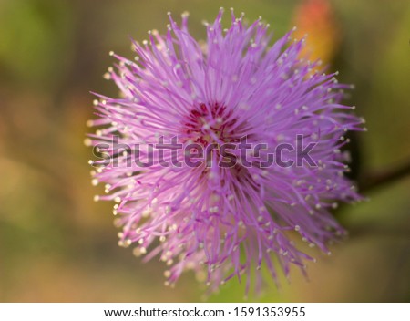 Wild Mimosa, Natural Beauty, Close look