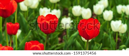 Field of beautiful colorful red and pink tulips flowers bloom in spring garden, outdoor, banner.
