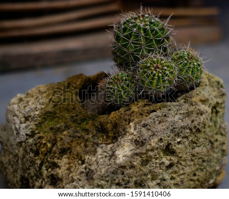  Beautiful little cactus in the stone pot, coquina. Succulents in the stone