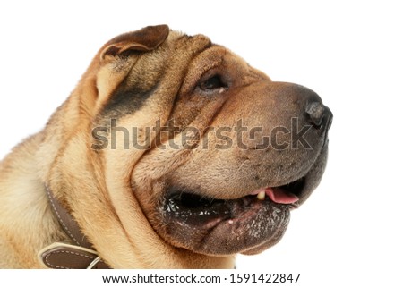 Portrait of an adorable Shar pei looking satisfied