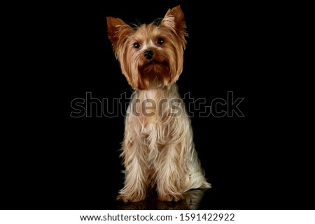 Studio shot of an adorable Yorkshire Terrier sitting and looking curiously