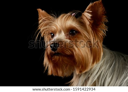 Portrait of an adorable Yorkshire Terrier looking curiously