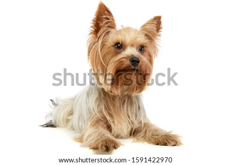 Studio shot of an adorable Yorkshire Terrier lying and looking curiously