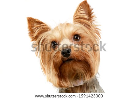 Portrait of an adorable Yorkshire Terrier looking up curiously