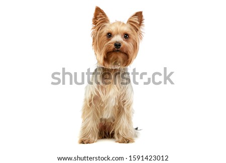 Studio shot of an adorable Yorkshire Terrier sitting and looking up curiously