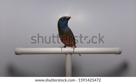 Blured pintailed parrotfinch (erythrura prasina), a bird who looks and is aware of the camera