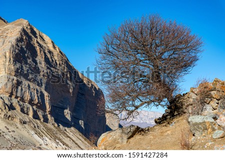 Rocks and bare tree in North Caucasus mountains in autumn on sunny day