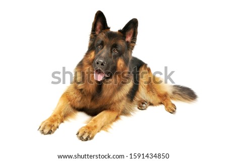 Studio shot of an adorable German shepherd lying and looking satisfied