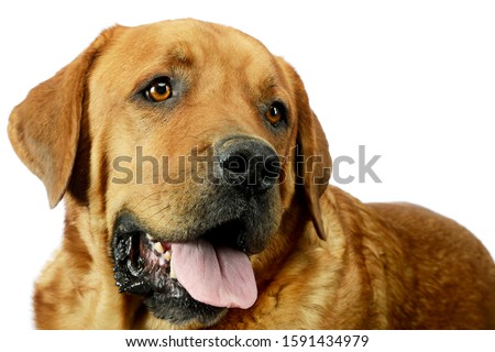 Portrait of an adorable Golden Retriever looking satisfied