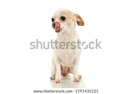Studio shot of an adorable chihuahua sitting and licking her lips