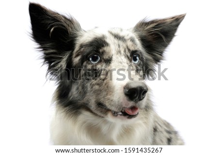 Portrait of an adorable border collie looking satisfied