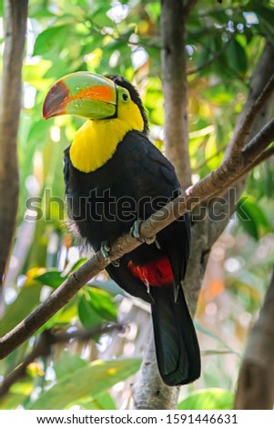 The ranphastids, commonly known as toucans, dioted or diostedé. This family of raphastidae birds of the order of the piciformes is very wide since it houses six genera and forty-two different species