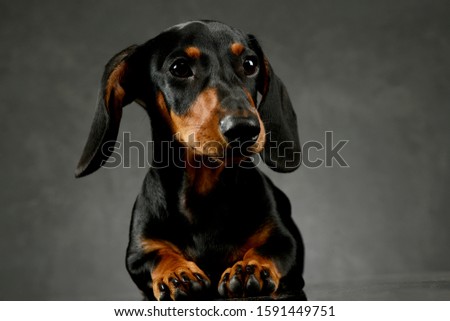 Studio shot of an adorable Dachshund lying and looking curiously