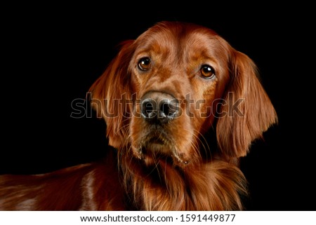 Portrait of an adorable irish setter looking curiously at the camera