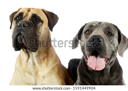 Portrait of an adorable bull mastiff and a great dane looking satisfied