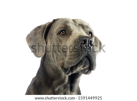 Portrait of an adorable great dane looking curiously