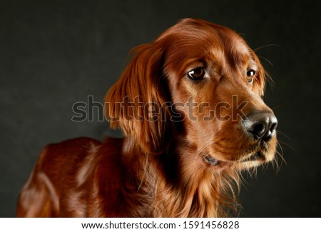 Portrait of an adorable irish setter looking curiously