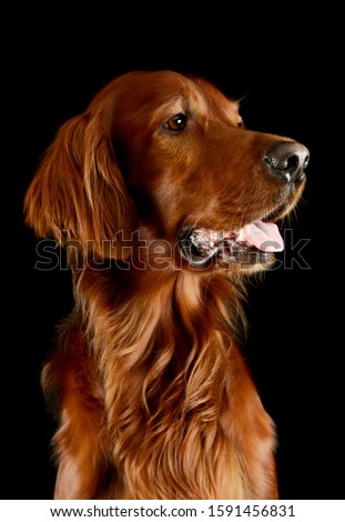 Portrait of an adorable irish setter looking satisfied