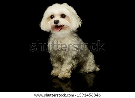 Studio shot of an adorable Maltese sitting and looking satisfied