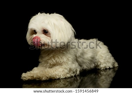 Studio shot of an adorable Maltese lying and looking satisfied