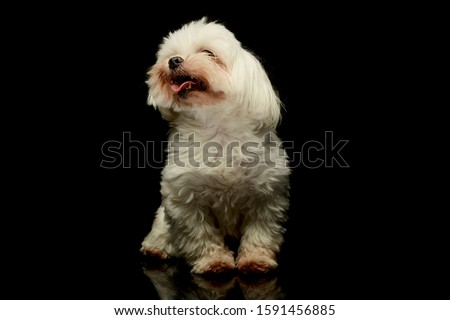Studio shot of an adorable Maltese standing and looking satisfied