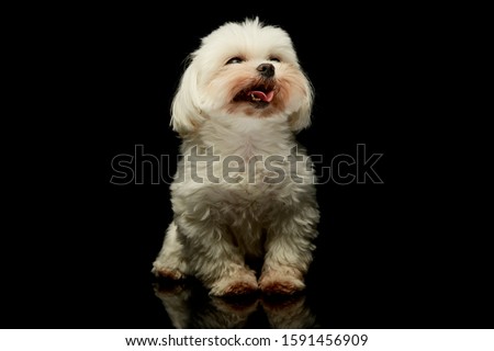 Studio shot of an adorable Maltese standing and looking satisfied