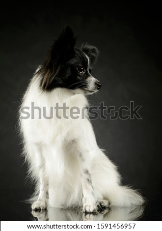 Studio shot of an adorable papillon sitting and looking curiously
