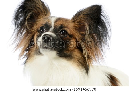 Portrait of an adorable papillon looking curiously 