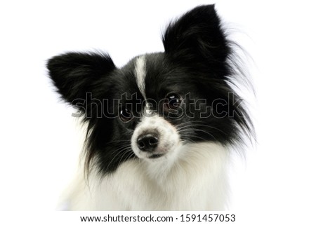 Portrait of an adorable papillon looking curiously at the camera