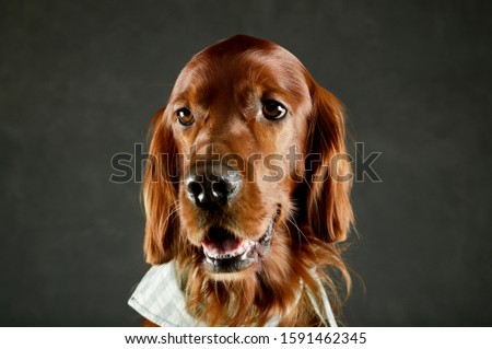 Portrait of an adorable irish setter looking satisfied
