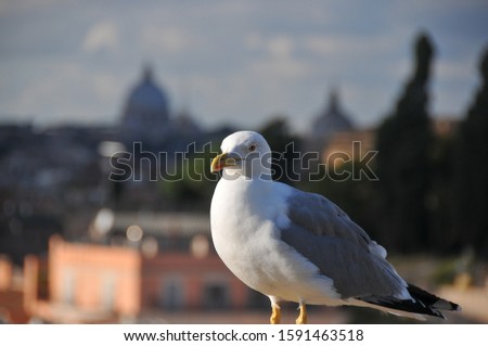 The city of Rome and the seagull