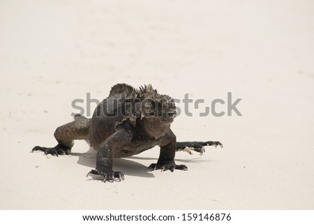 Marine iguana on Galapagos islands