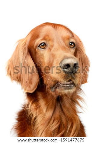 Portrait of an adorable irish setter looking curiously