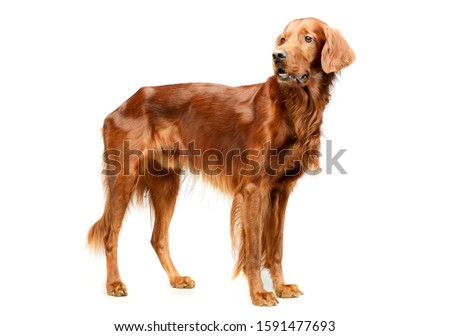 Studio shot of an adorable irish setter standing and looking curiously