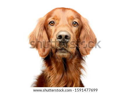 Portrait of an adorable irish setter looking curiously at the camera Royalty-Free Stock Photo #1591477699