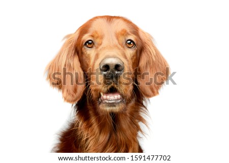 Portrait of an adorable irish setter looking curiously at the camera Royalty-Free Stock Photo #1591477702