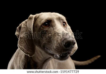 Portrait of an adorable Weimaraner looking curiously