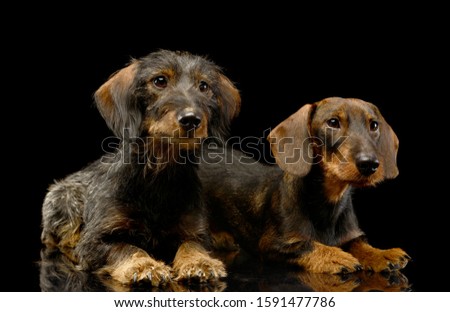 Studio shot of two adorable Dachshunds lying and looking curiously