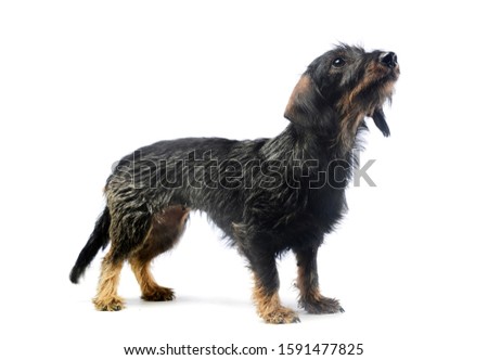 Studio shot of an adorable Dachshund standing and looking up curiously