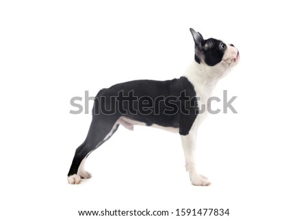 Studio shot of an adorable Boston Terrier standing and looking up curiously
