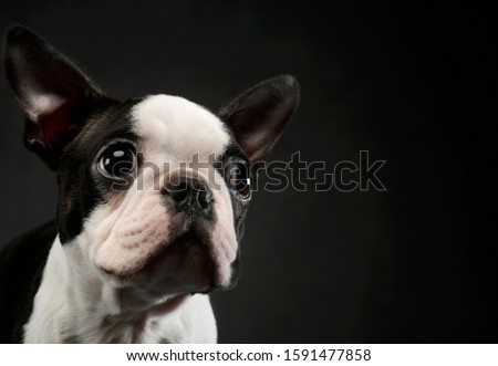 Portrait of an adorable Boston Terrier looking up curiously