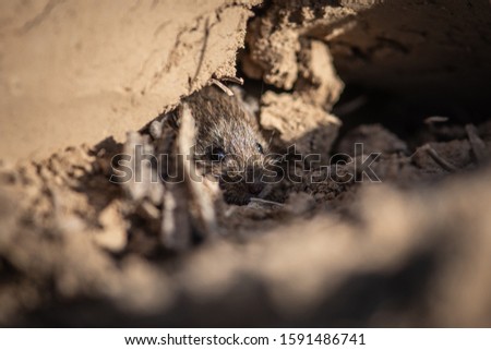Adorable Wood mouse (Apodemus sylvaticus) in its natural habitat, hiding in a hole. This cute looking mouse is found across most of Europe and is a very common and widespread species.