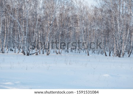 Snow lies in the forest. Snow fell on the trees. Snow on the bushes. Winter has come. Winter landscape. Winter in Russia
