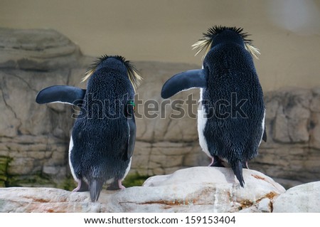 Macaroni Penguin. They do everything in pair 