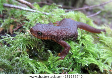 Rough-skinned Newt up Close