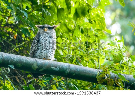 Beautiful bird on the brance, Spot-bellied Eagle-Owl 