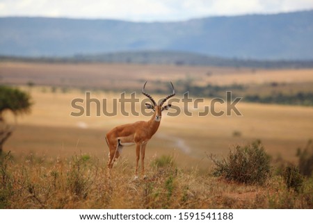 A beautiful deer on a grass covered hill with the blurred jungle in the background